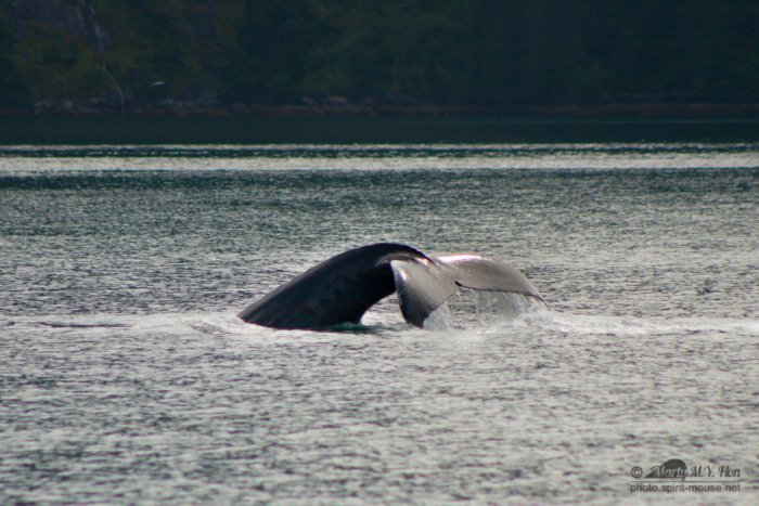 Fluke of a humpback Whale