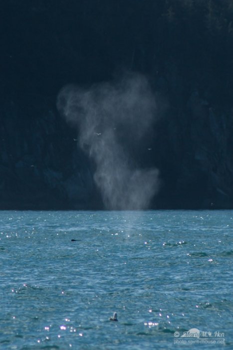 The Blow of a Humpback Whale