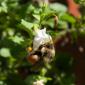 Orange Rumped Bumble Bee (Bombus melanopygus)