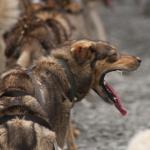 Seavey's Ididaride Tour, Seward, Alaska