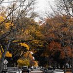 Street of Autumn #2