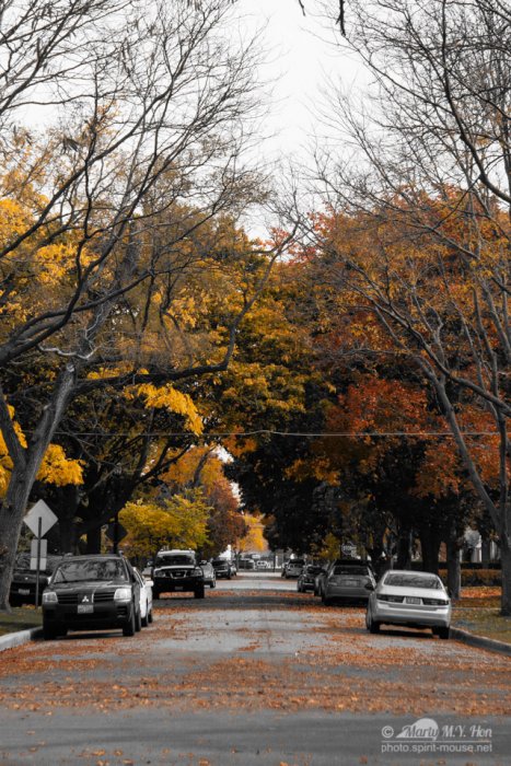 Street of Autumn #2