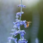 Bee and Lavendar