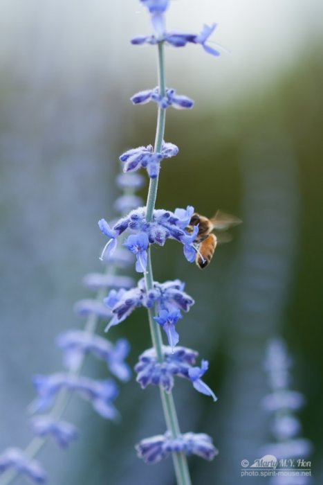 Bee and Lavendar