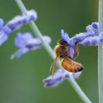 Busy bee on lavendar