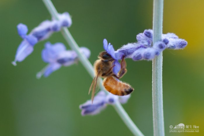 Busy bee on lavendar