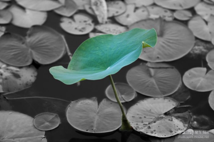 Waterlily Leaves
