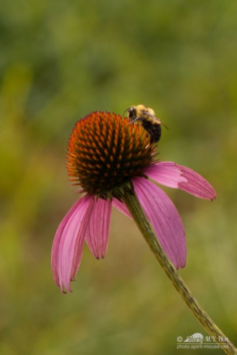 Bumble Bee on Daisy