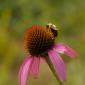 Bumble Bee on Daisy