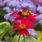 Bumble Bee (Bombus)