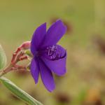 Bright violet flower