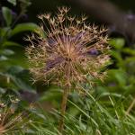 Spiky looking plant