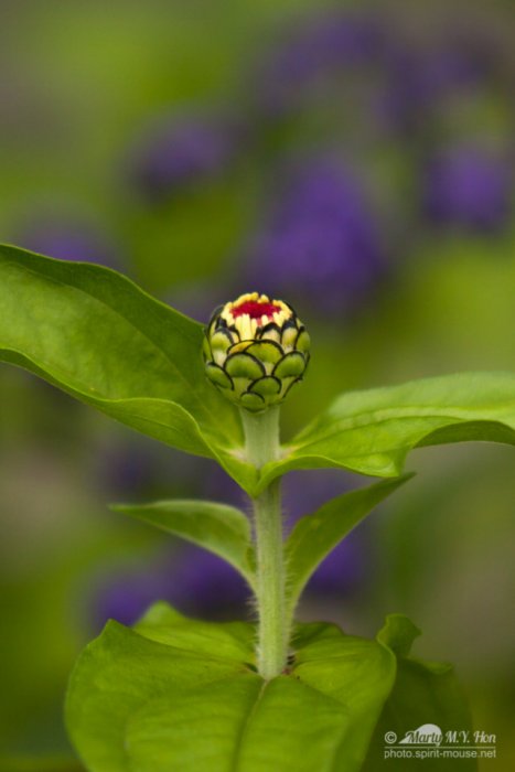 Green stem of a flower