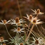 Spiky looking plant