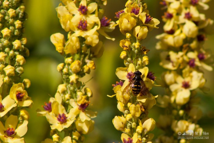 Bee & Dark Mullein (Verbascum nigrum)