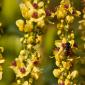 Bee & Dark Mullein (Verbascum nigrum)
