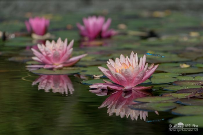 Calming water lily pond