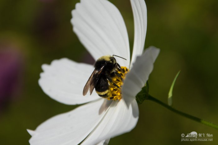 Bee at work