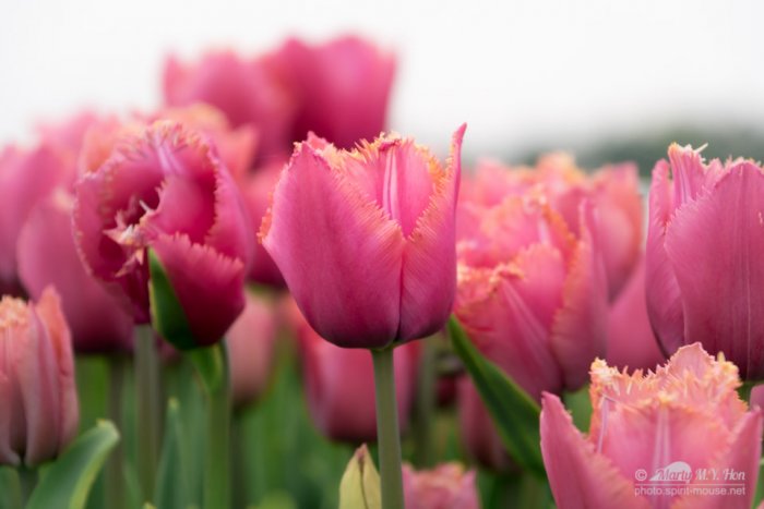 Fringed Tulips