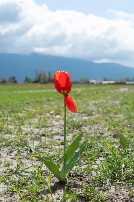 The lone red tulip