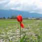 The lone red tulip