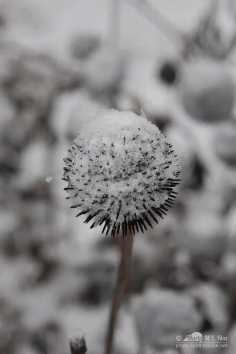 Snow ball