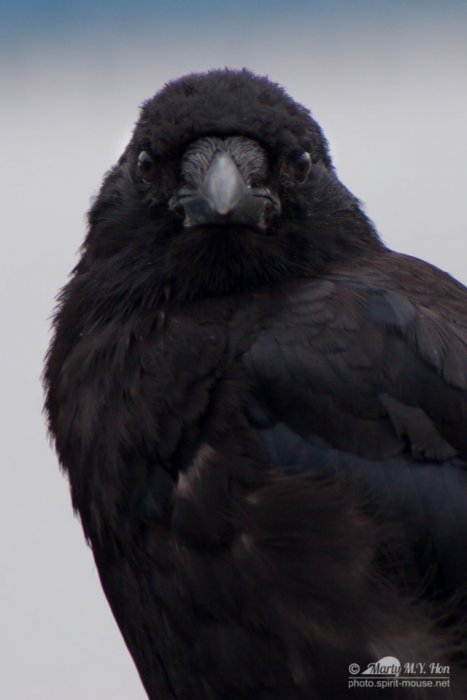 Crow close up