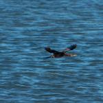 Black shag / cormorant