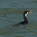 @ Monarch wildlife cruise, Otago Peinsula