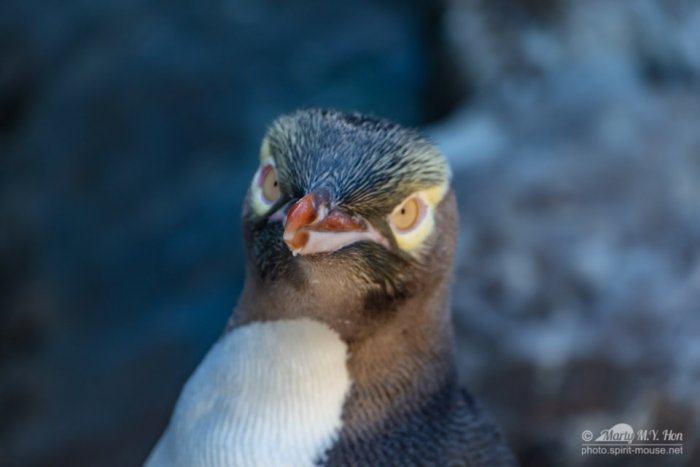 Yellow eyed penguin