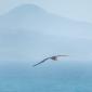 Juvenile albatross searing in the sky