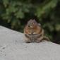 Chubby golden-mantled ground squirrel
