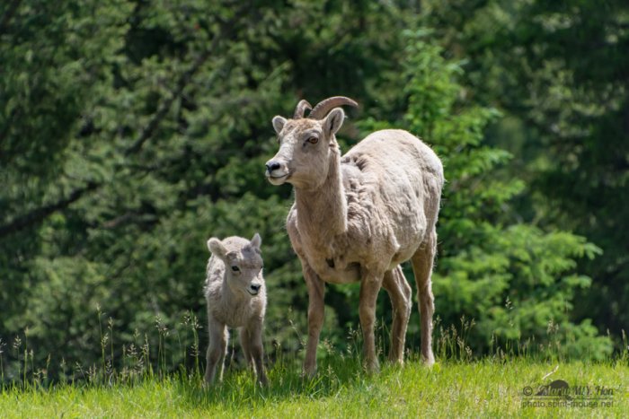 Mother and child big horn sheep