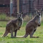 Two kangeroo friends