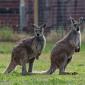 Two kangeroo friends
