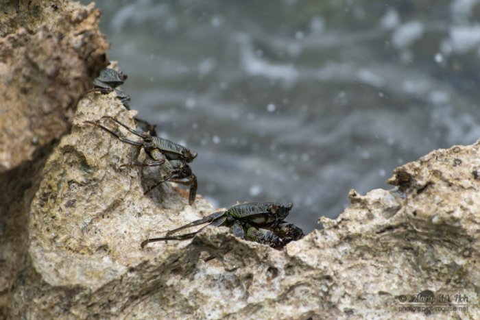 Well camouflaged little rock crabs