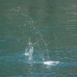Splash
