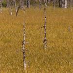 Solemn forest