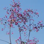 Star like flowers